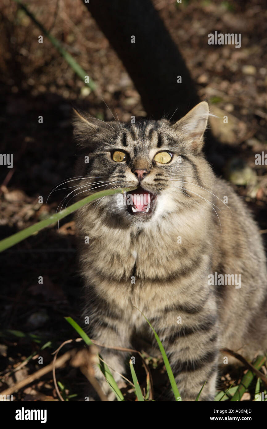 MAINECOON KITTEN EATING GRASS Stock Photo Alamy