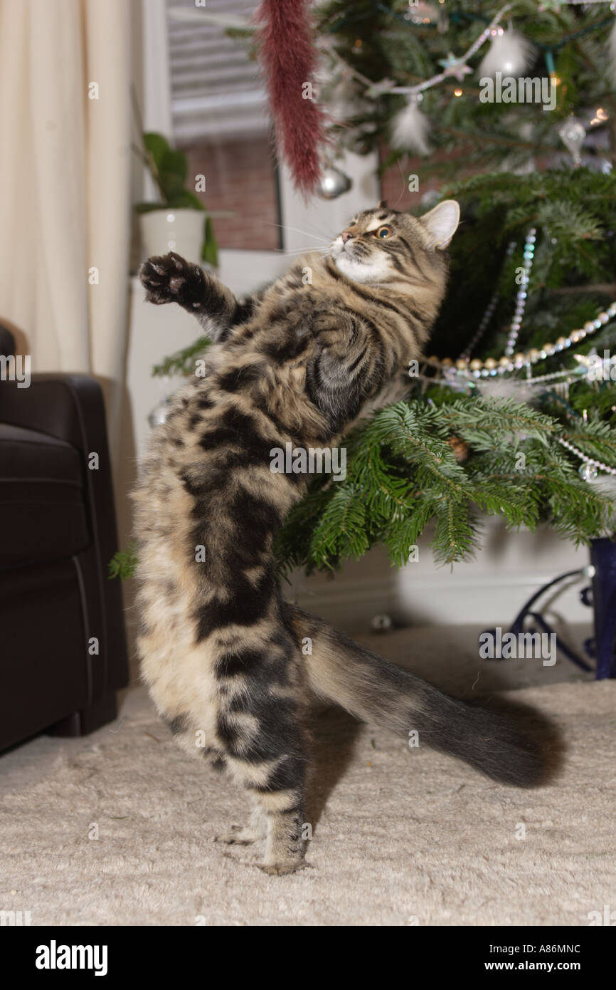 Pussy christmas A cats