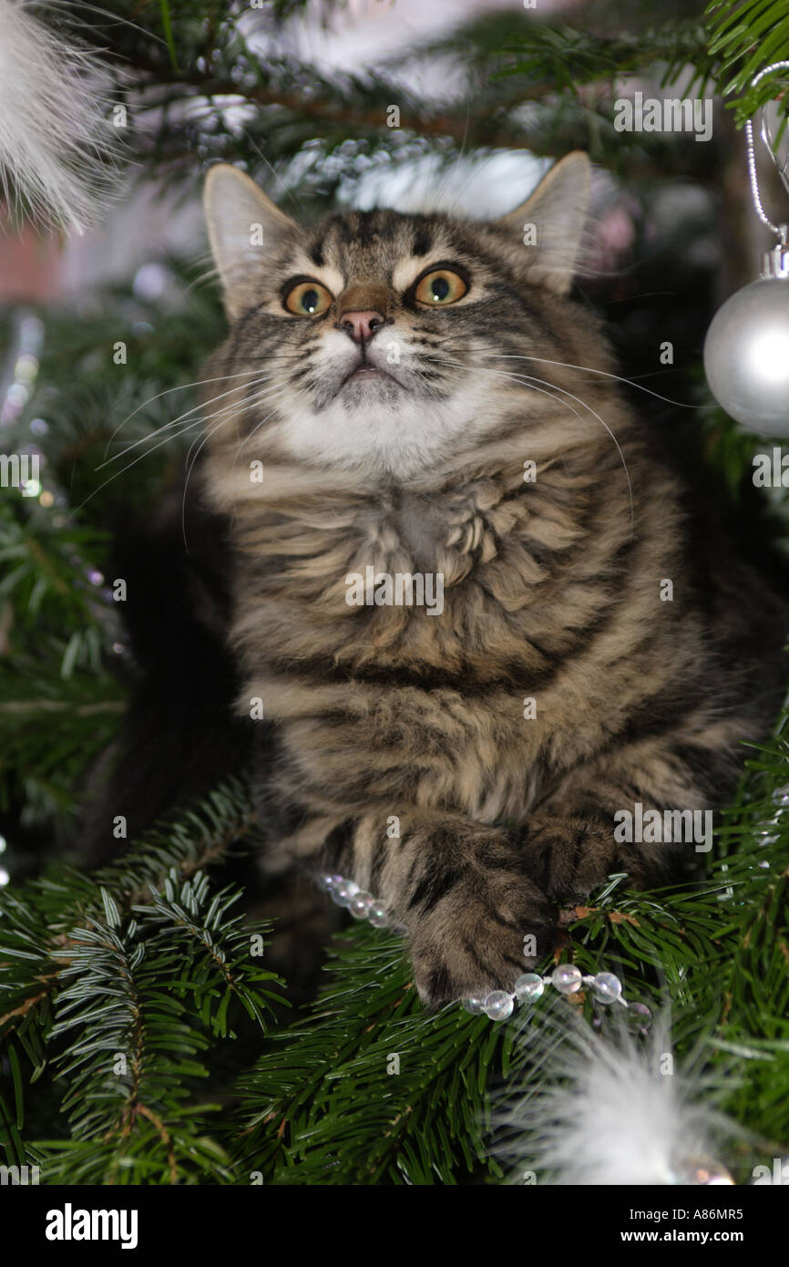 CHRISTMAS PUSSYCAT IN CHRISTMAS TREE SOUTHAMPTON UK Stock Photo Alamy