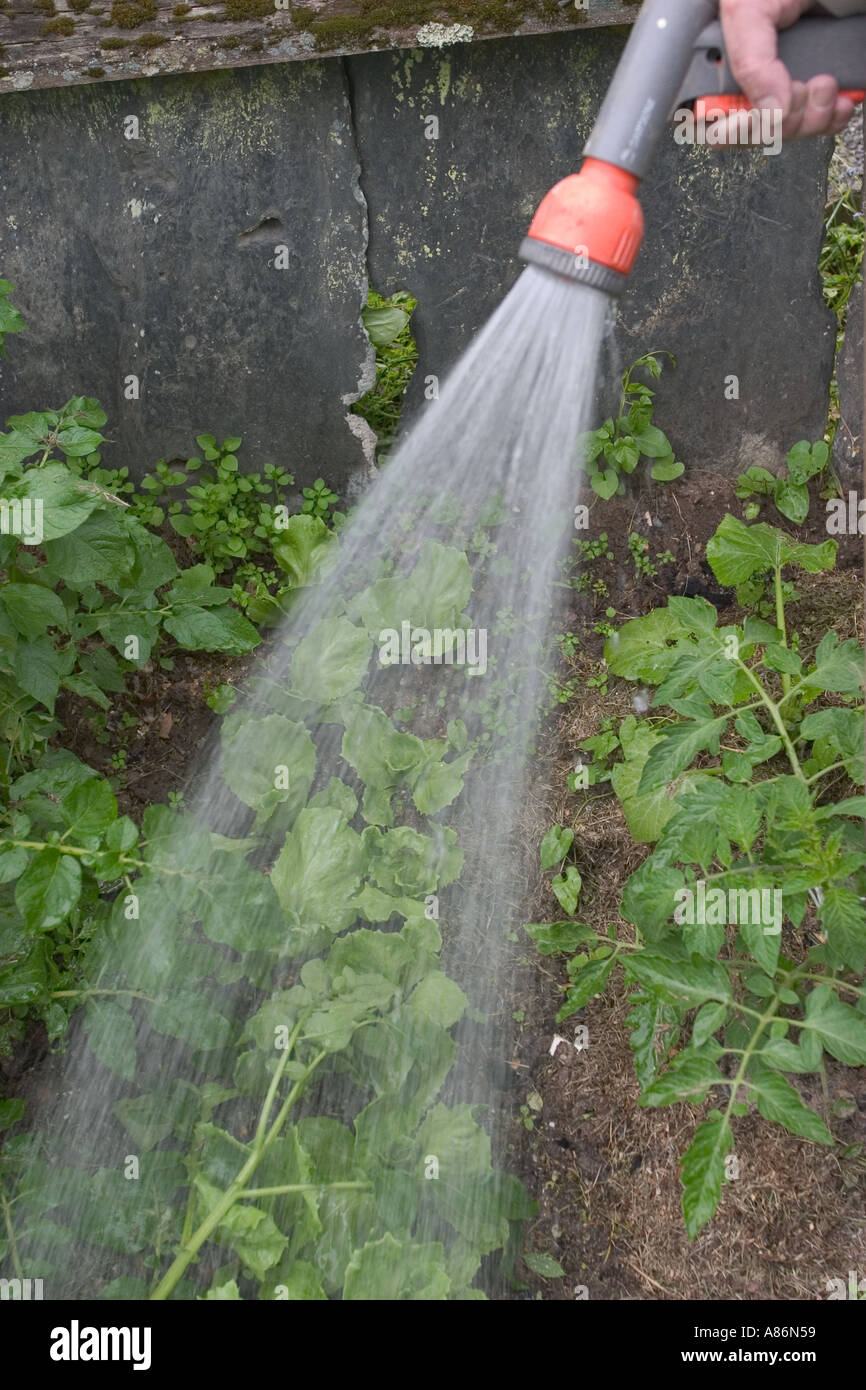 Hand Spraying a Garden Hose Stock Photo Alamy