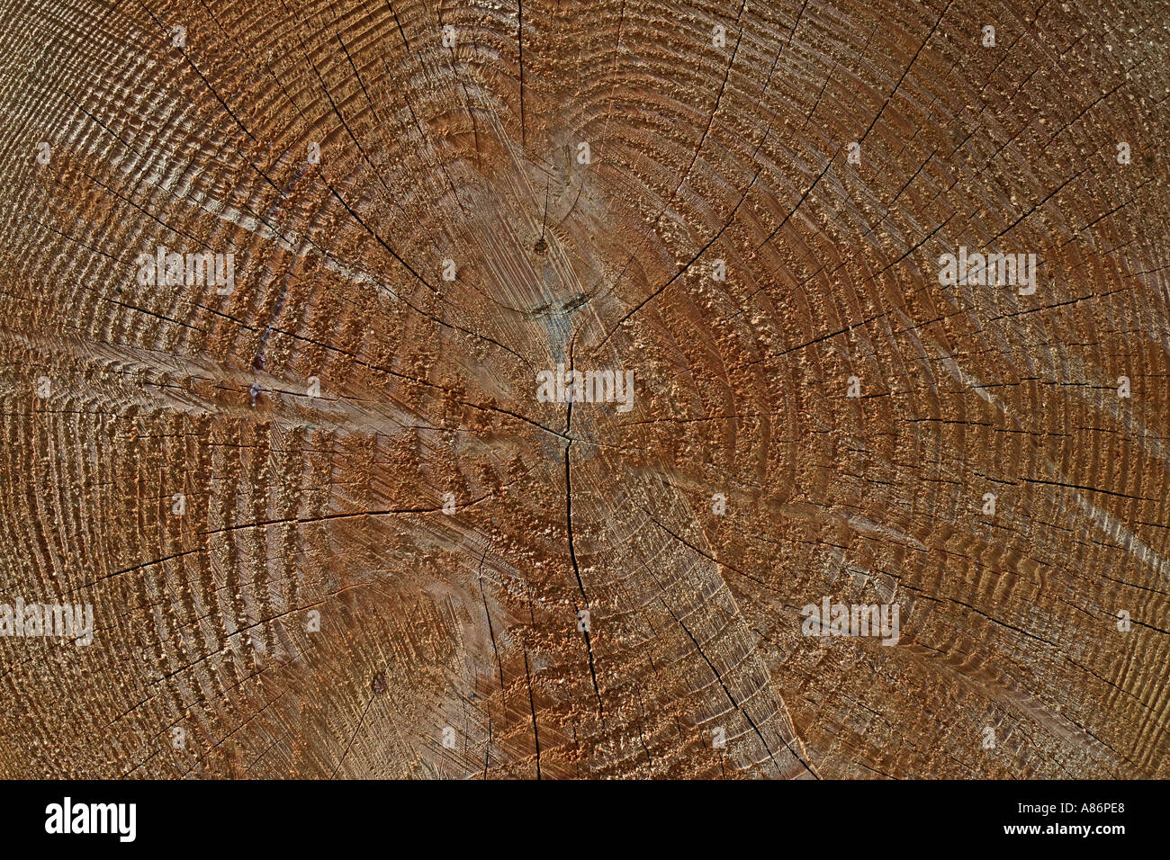 TREE RINGS Depicting age by annual growth Stock Photo