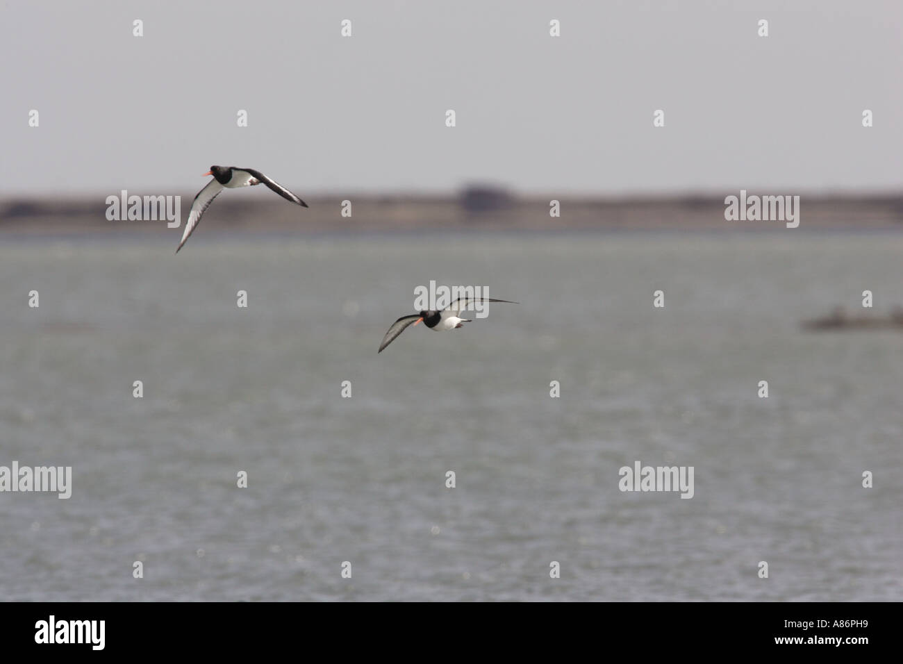 OYSTER CATCHERS FLYING Stock Photo Alamy