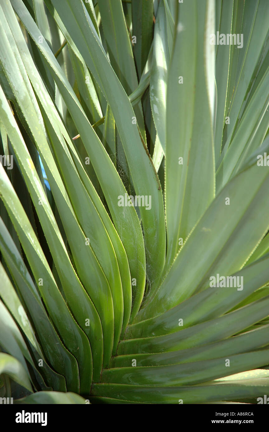 Pandanus palm leaves hires stock photography and images Alamy