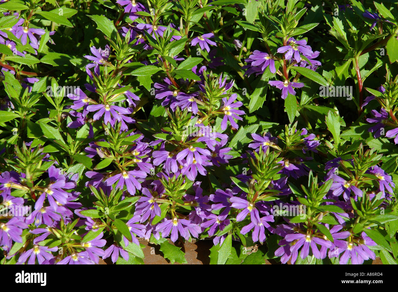 Purple flowers Scaevola aemula 3063 Stock Photo