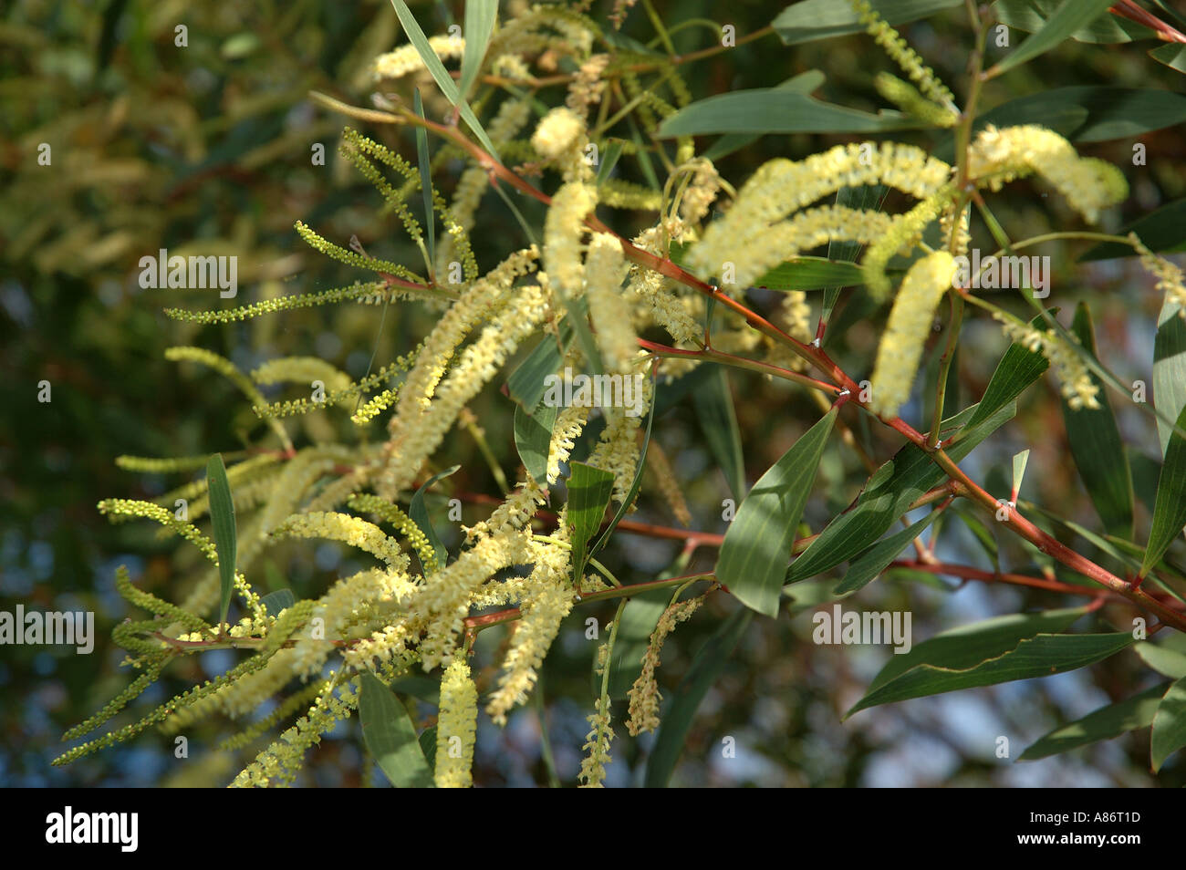 Wattle flower 3073 Stock Photo