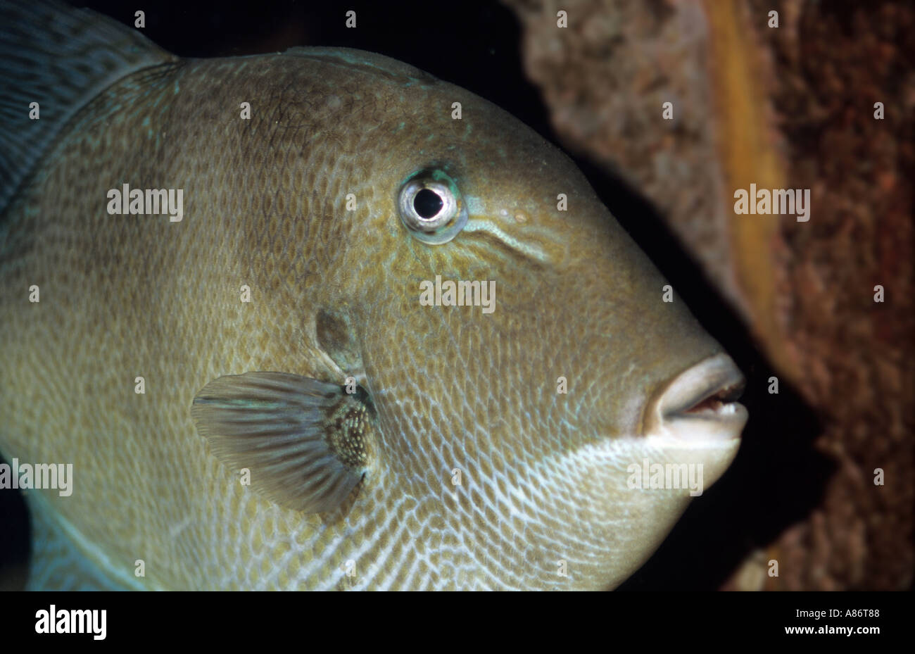 grey triggerfish Balistes capriscus Stock Photo