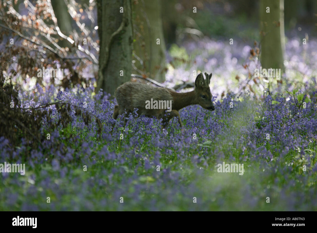 ROE DEER BUCK IN BLUEBELL FOREST Stock Photo Alamy