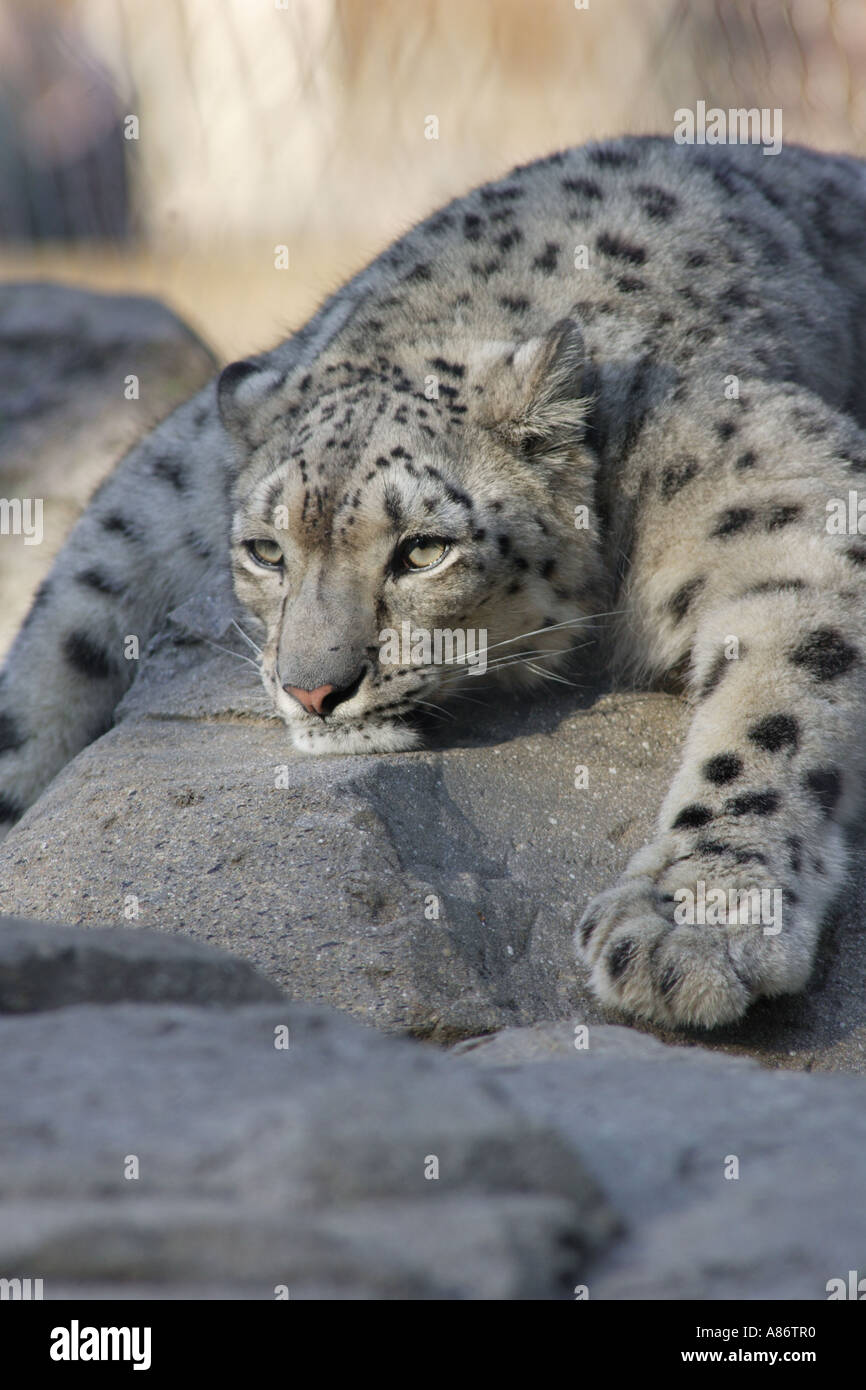 Snow leopard lying down on hi-res stock photography and images - Alamy