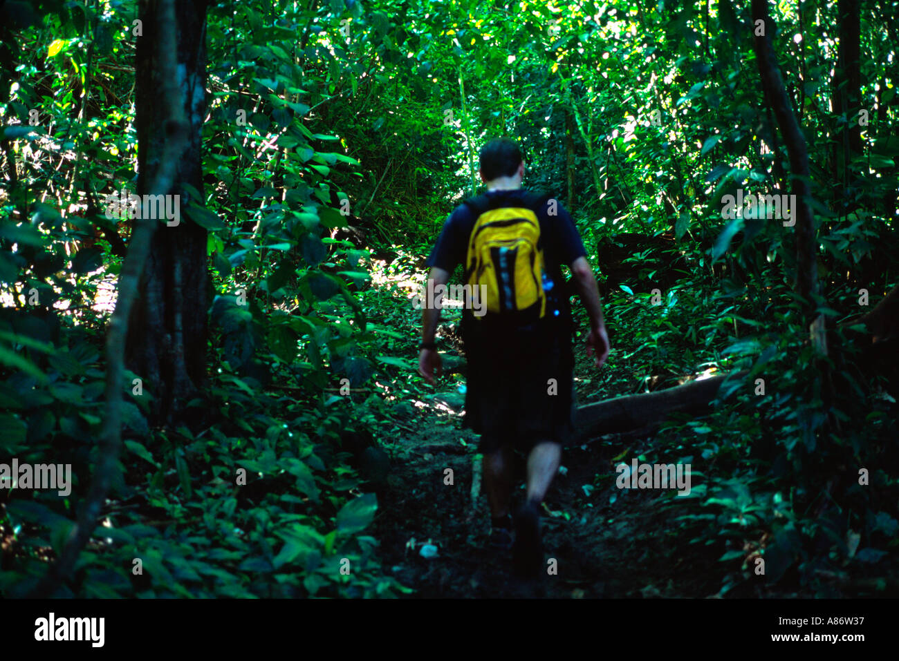 Hiker on the trail in Reserva Natural Absoluta Cabo Blanco Costa Rica Stock  Photo - Alamy