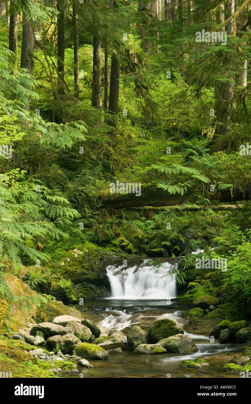 Olympic National Park, WA, Quinault River Valley, Temperate Rainforest Rainforest stream MAY Stock Photo