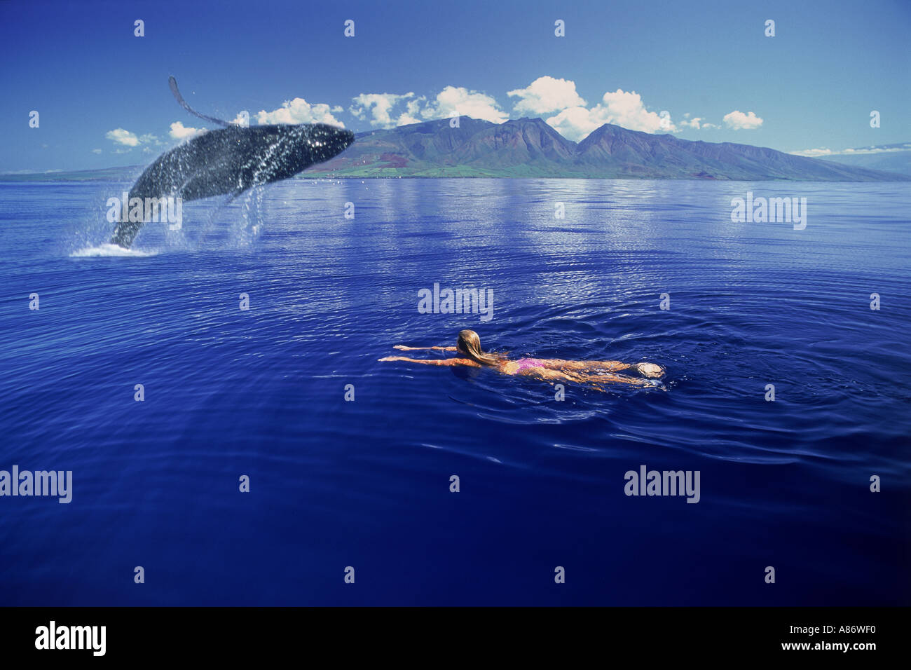 Humpback Whale Megaptera Novaeangliae Off Island Of Maui With