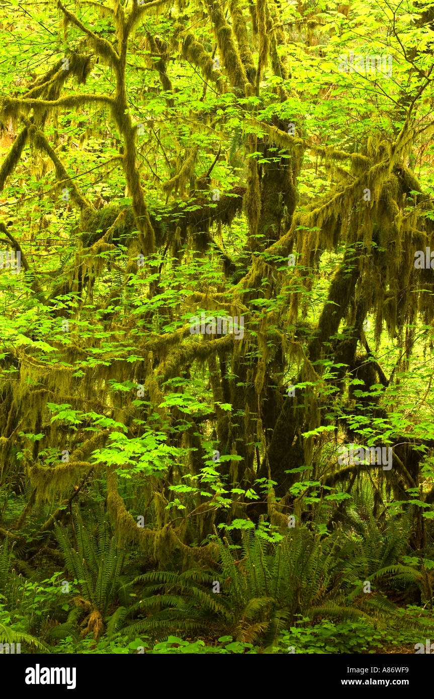 Olympic National Park WA, Temperate Rainforest Hoh River Valley Vine maple (Acer circinatum) and Sword Ferns MAY Stock Photo