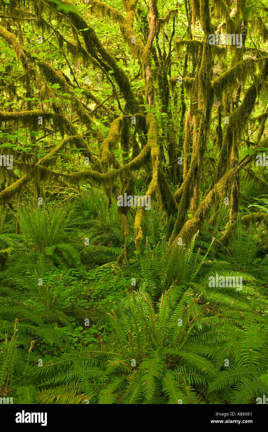 Olympic National Park WA Temperate Rainforest Hoh River Valley Ferns and Vine maples (Acer circinatum) Stock Photo