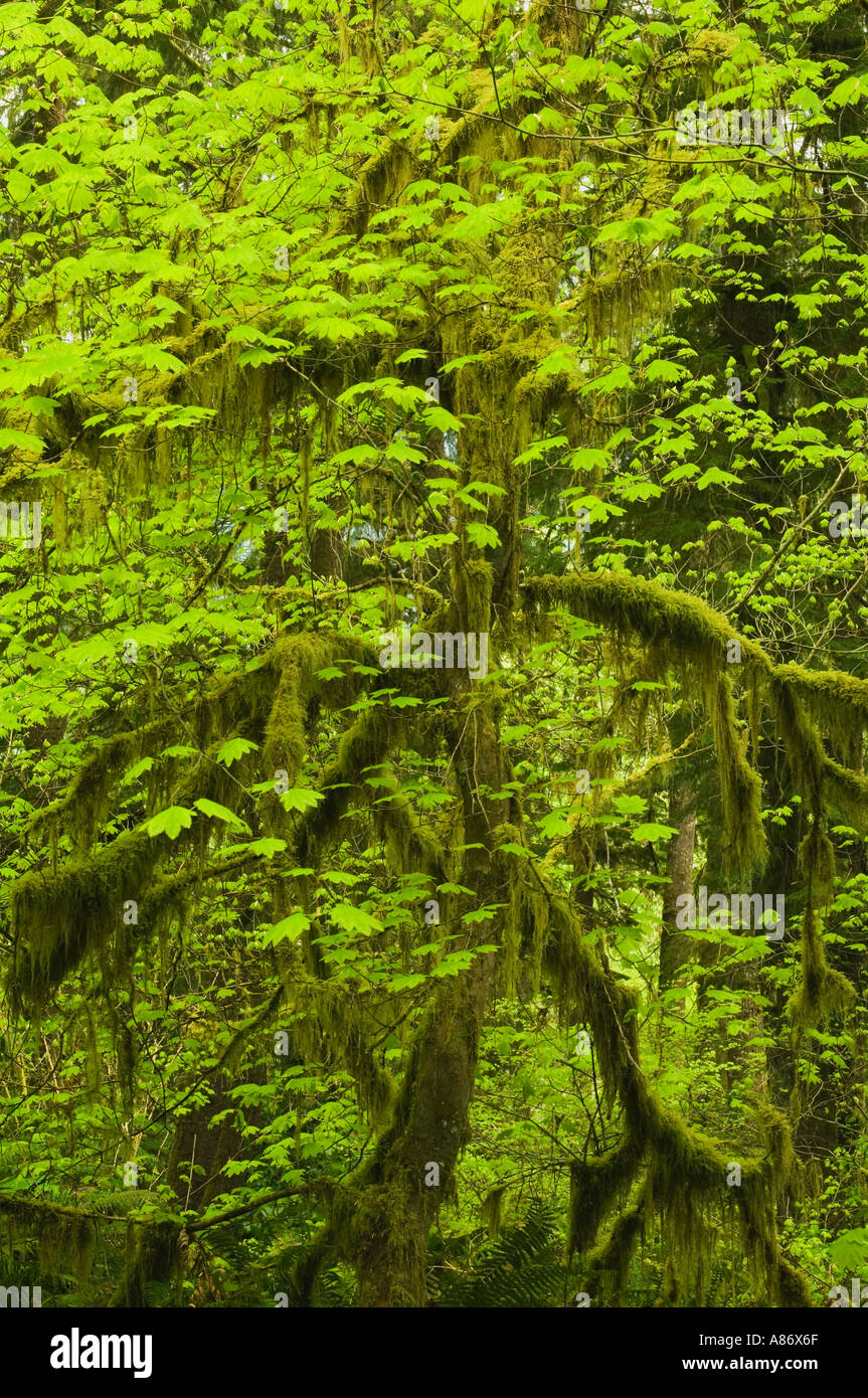 Vine Maple (Acer circinatum) in spring, Quinault Valley, rainforest, Olympic National Park WA, USA Stock Photo