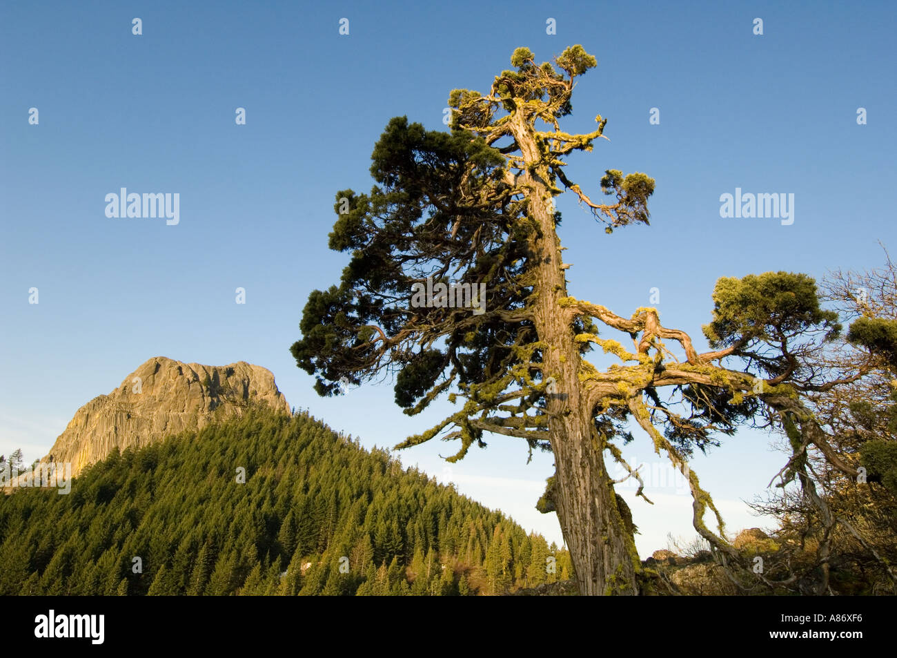Pilot Rock ancient volcanic plug 5908 feet high and old juniper tree