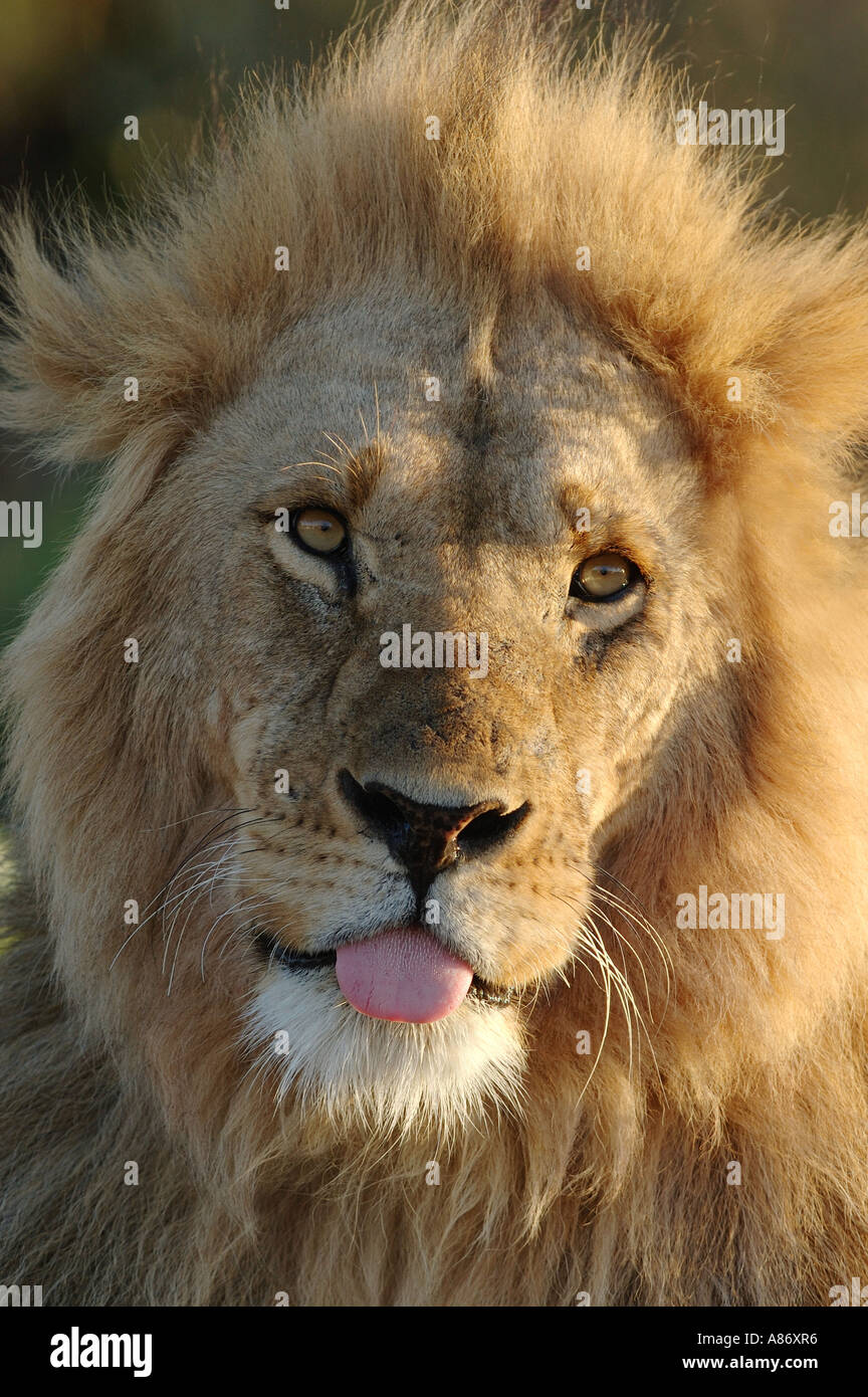 Male Lion sticking its tongue out in the Masai Mara National Park