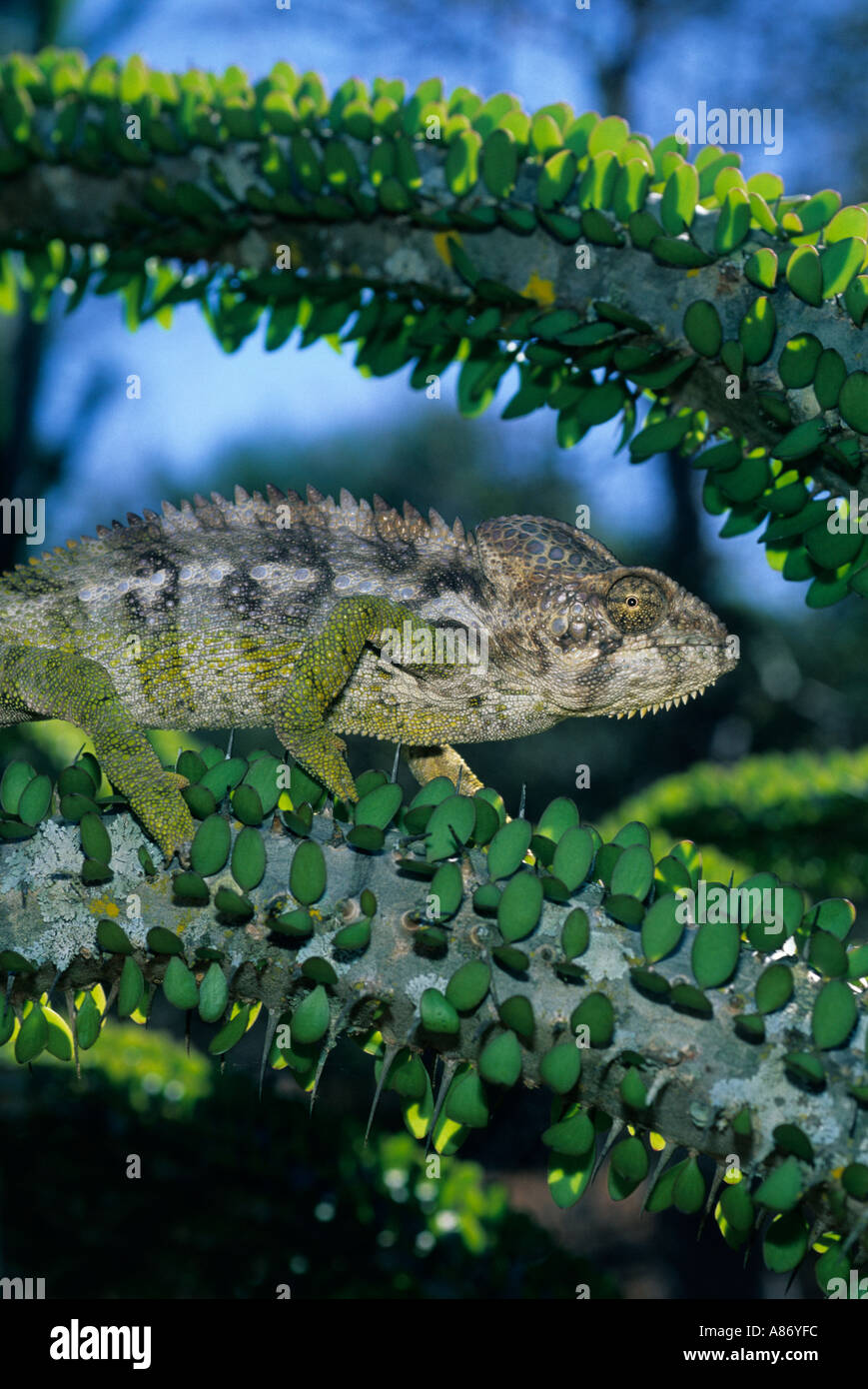 WARTY CHAMELEON (Furcifer verrucosus) on Alluaudia spiny tree Berenty Reserve MADAGASCAR Stock Photo