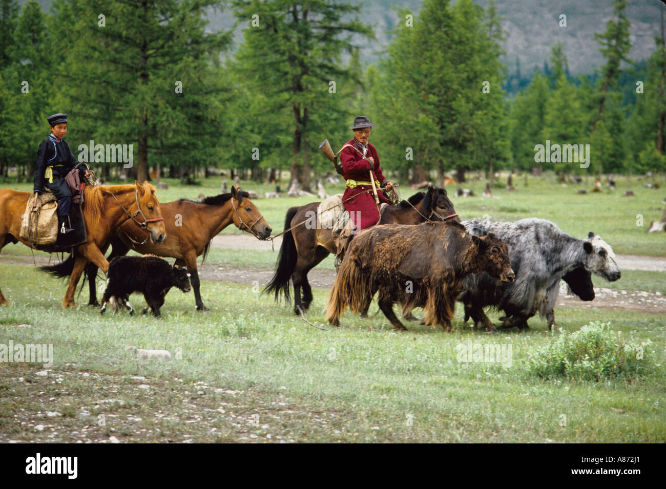Mongolia a herdsman with a rifle over his shoulder moving his herd of ...