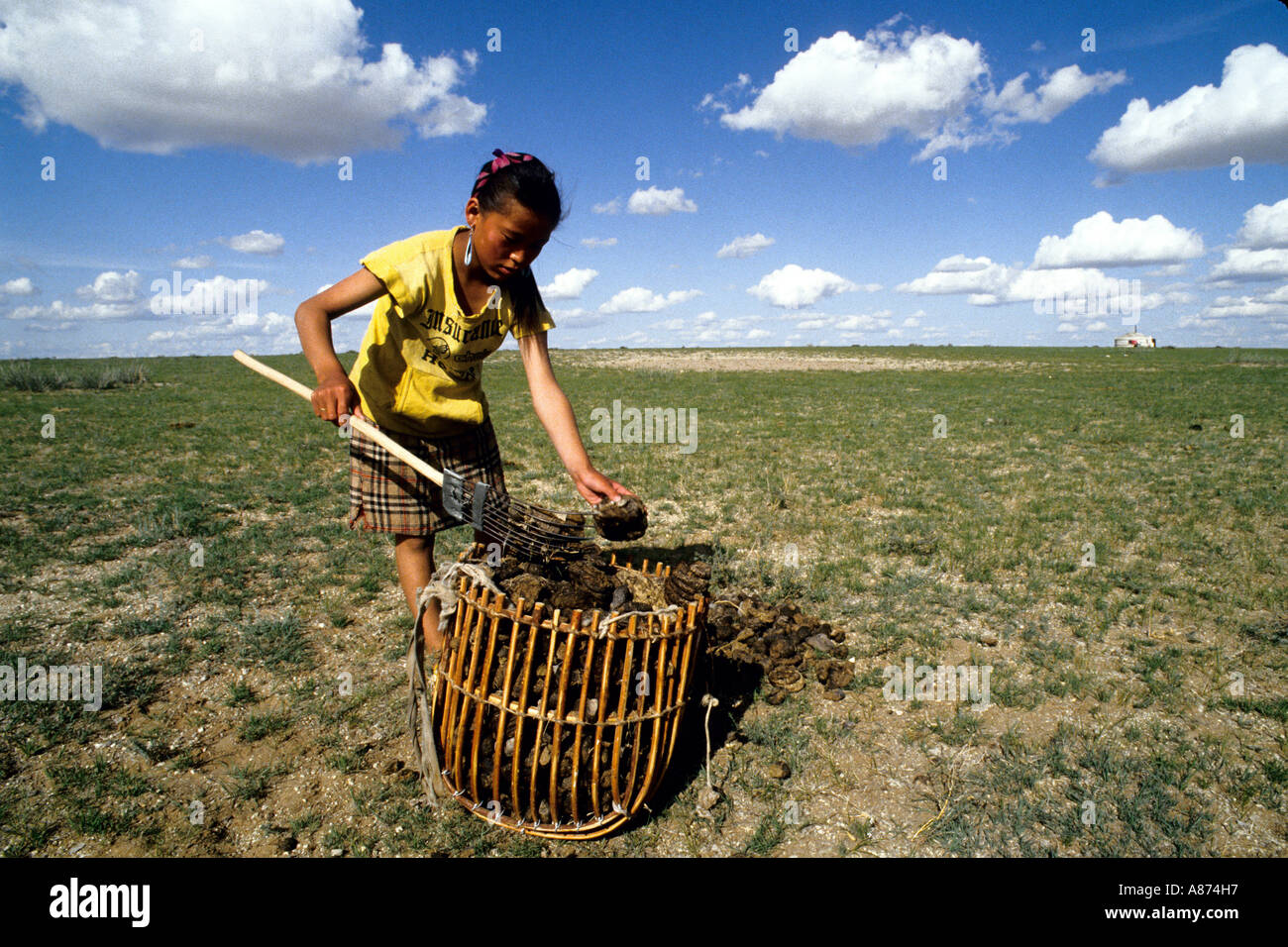Mongolia a girl collecting dried dung to be an barning fuel for cooking in the Gobi steppe Oevoer Hangay province Stock Photo
