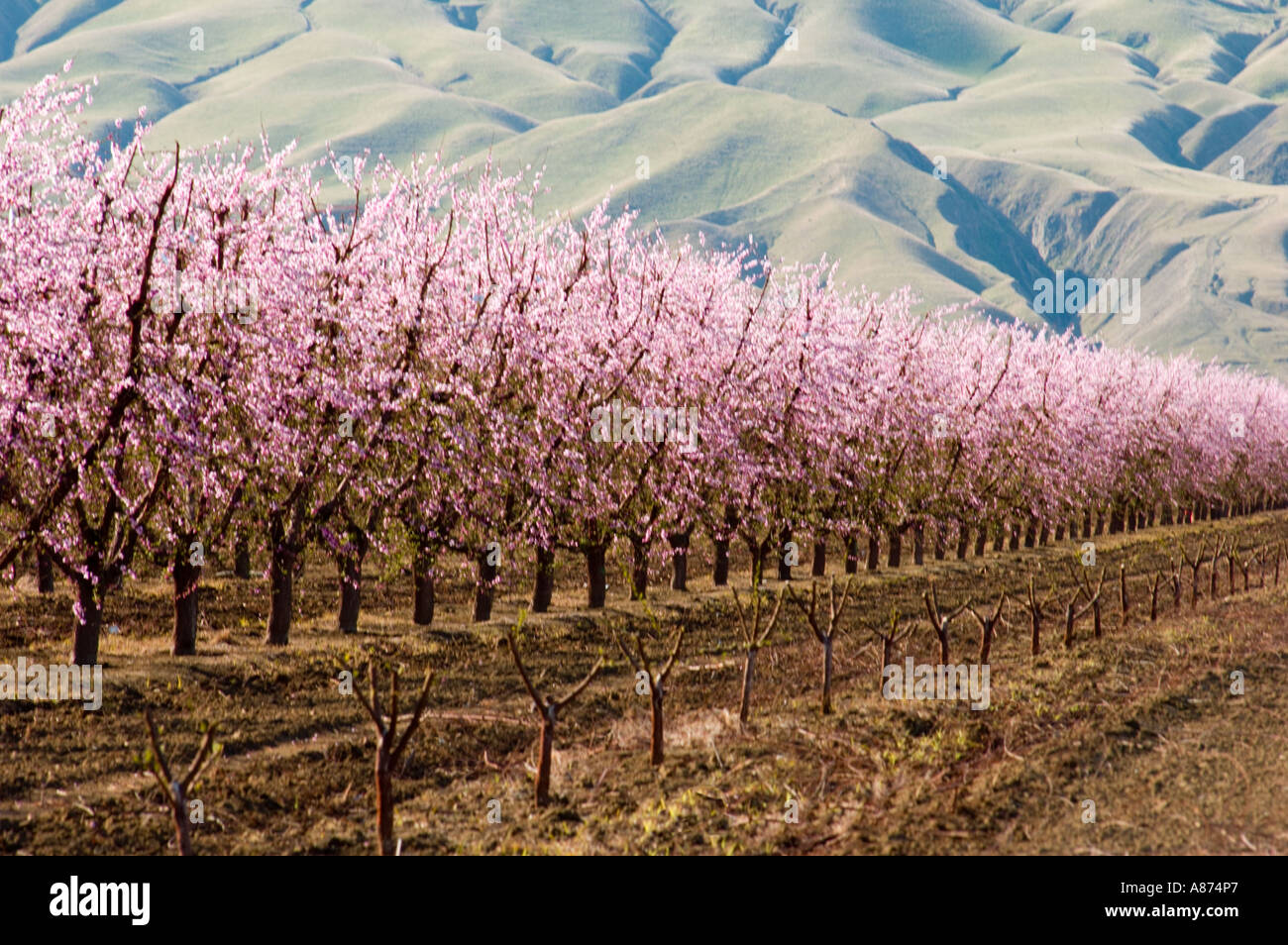 Pink Blossom Tree Field Stock Photo Alamy