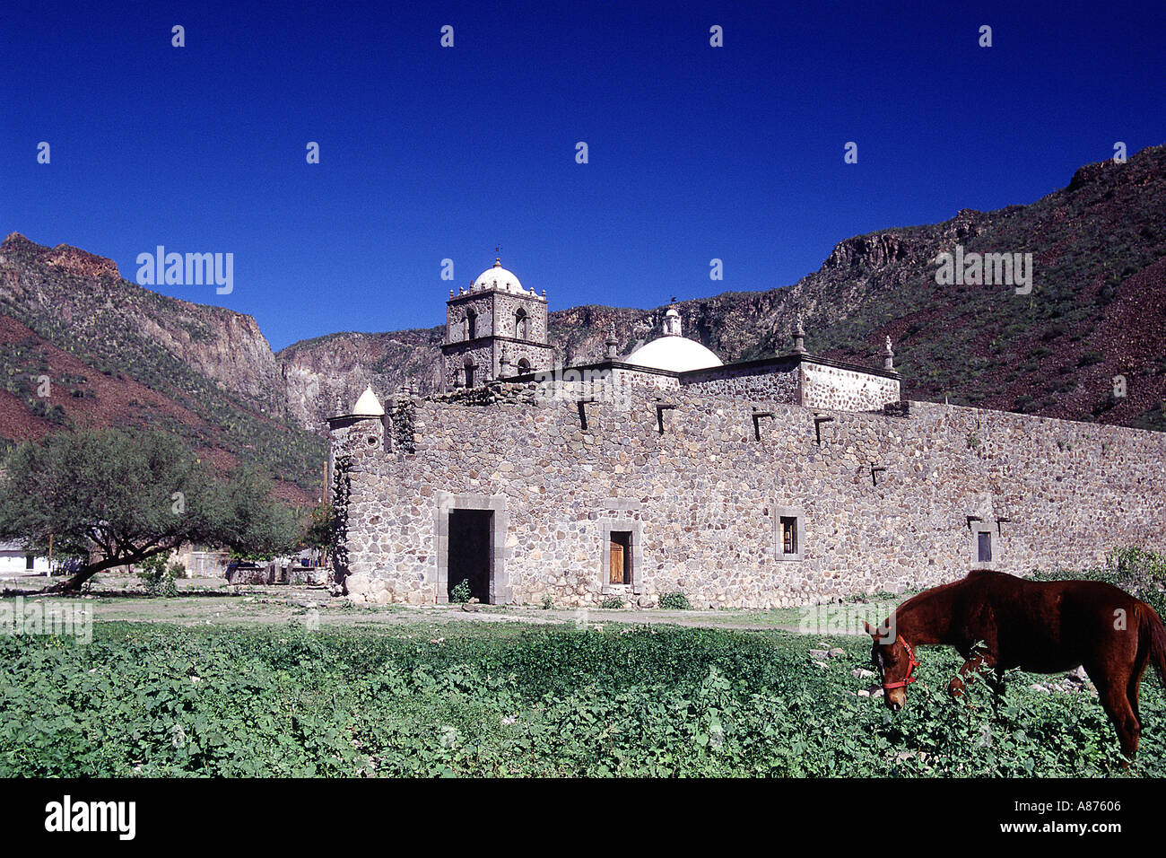 A horse grazing in pasture by Mission San Francisco Javier in Baja California Sur, Mexico Stock Photo