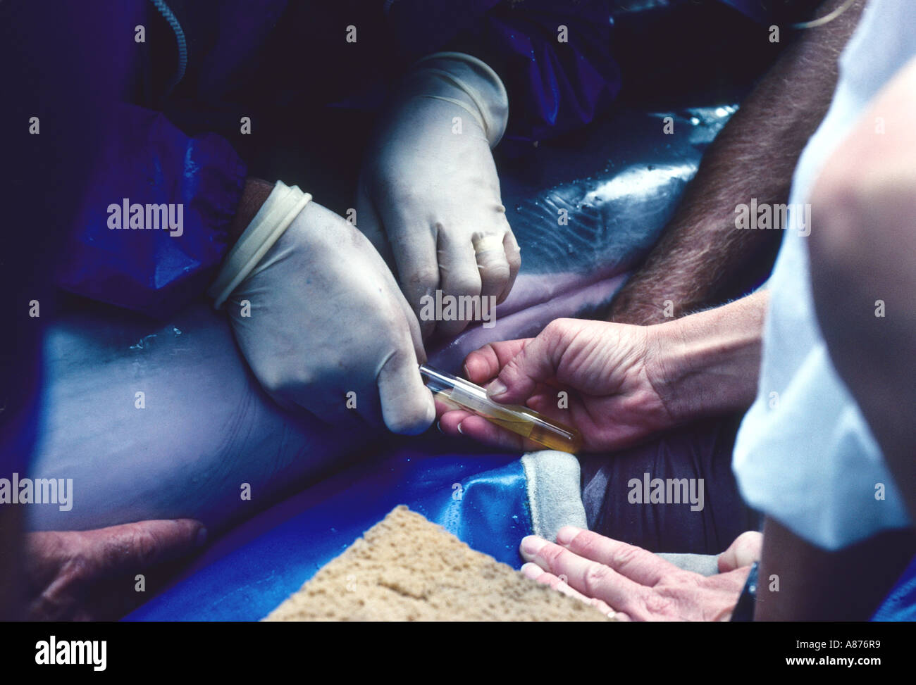 USA Florida Medical examination of a dolphin Stock Photo
