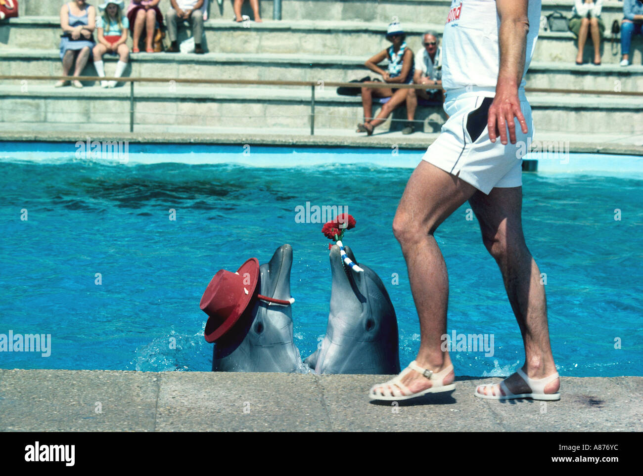 Spain Palma Dolphin show in Marineland Stock Photo