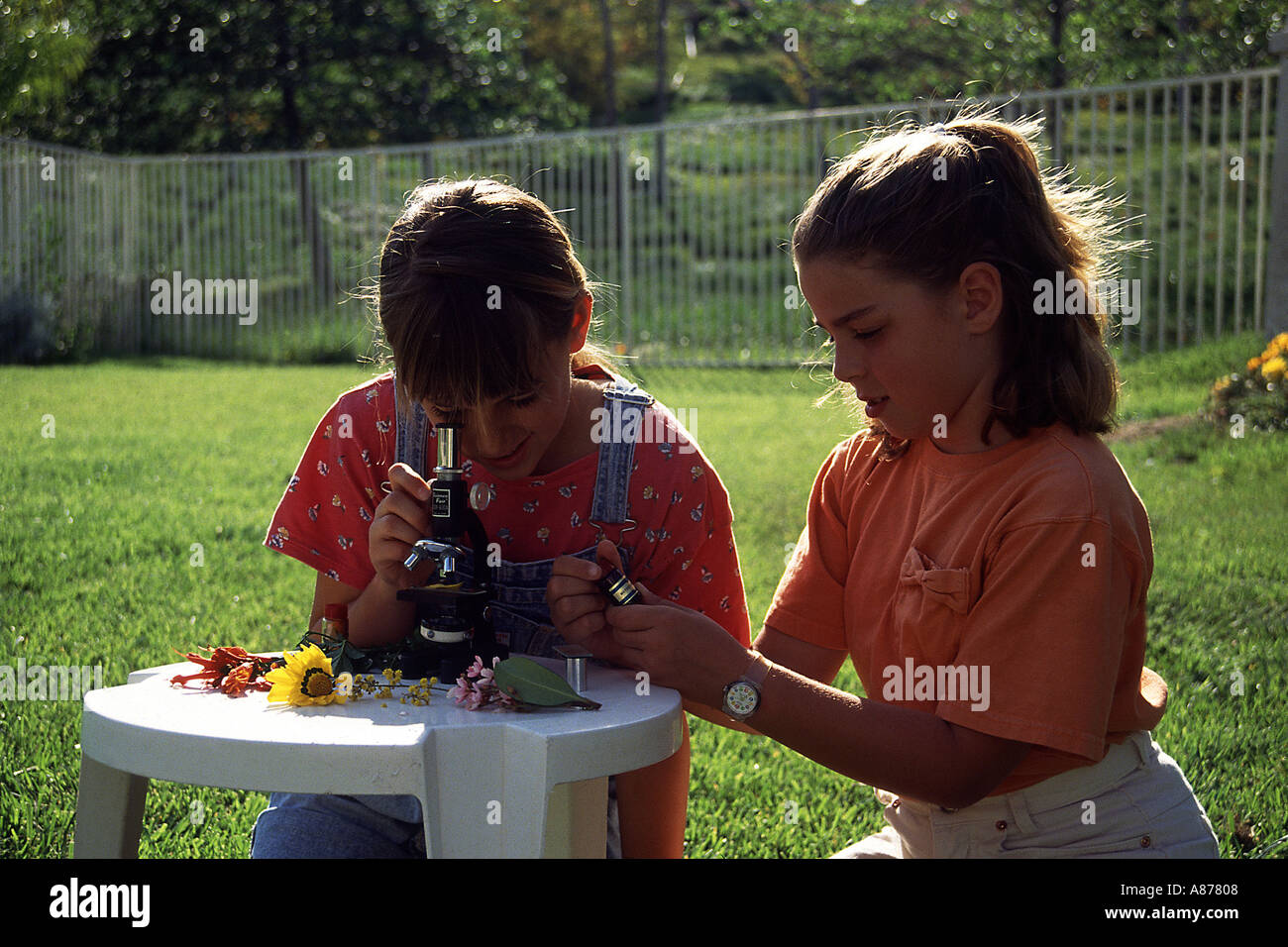 8-10 year years old caucasian  girls looking at flowers through microscope at a table outdoors .MR ©Myrleen Pearson Stock Photo