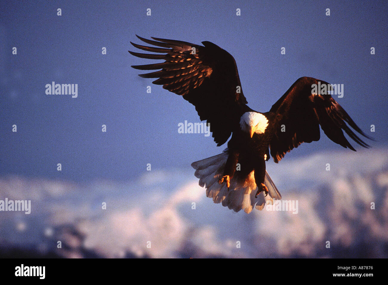 A Bald Eagle in flight about to land with its wings bent The bird