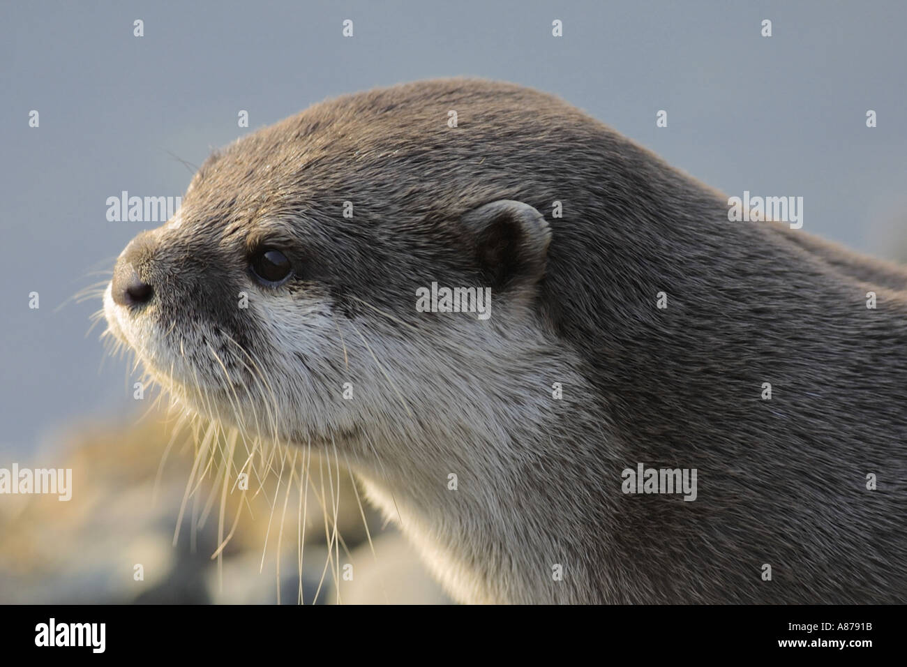 Oriental Short Clawed Otter Portrait Stock Photo