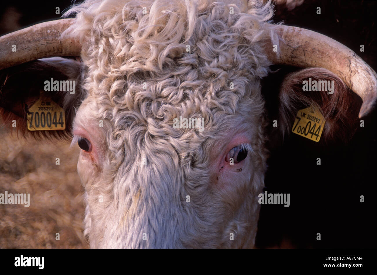 Close up Hereford cow face with horns and yellow ear tag Stock Photo