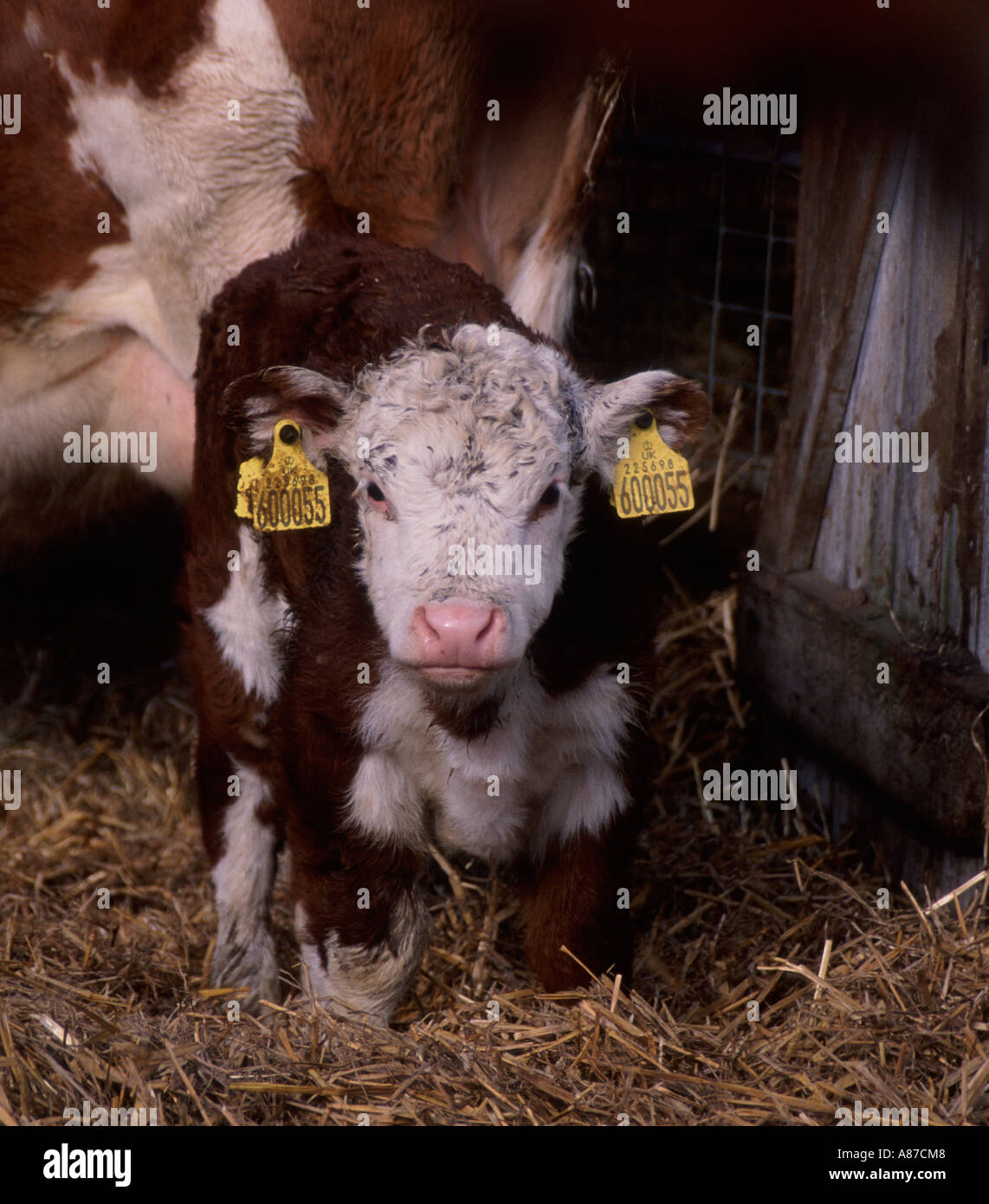 New born Hereford baby calf on straw with mother in a barn Stock Photo ...