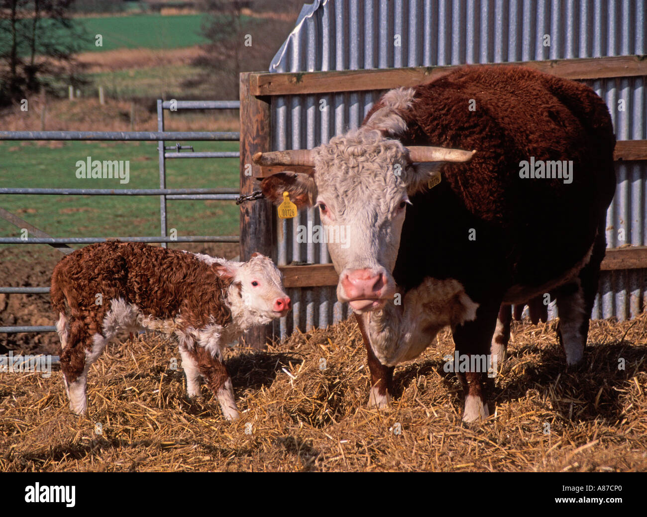 New born Hereford calf on straw with mother in a yard Stock Photo - Alamy