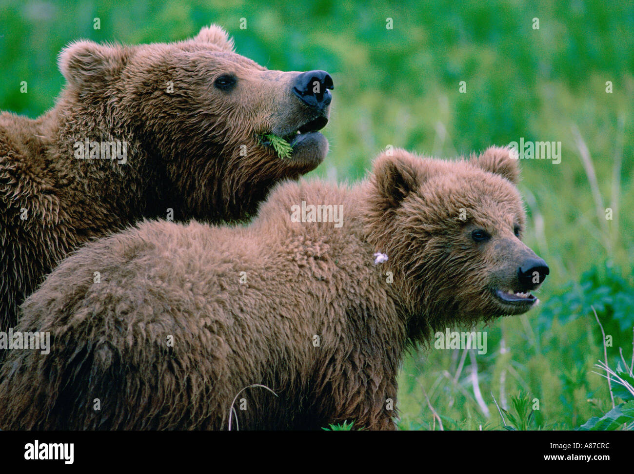 Two brown bears Ursus arctos mother and her cub in Alaska Stock Photo ...