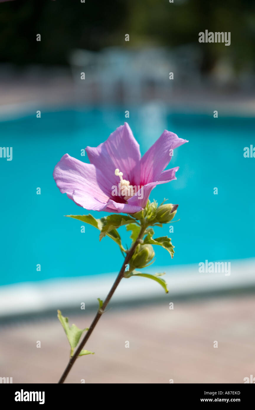 flower with a swimming pool at the backgound Stock Photo