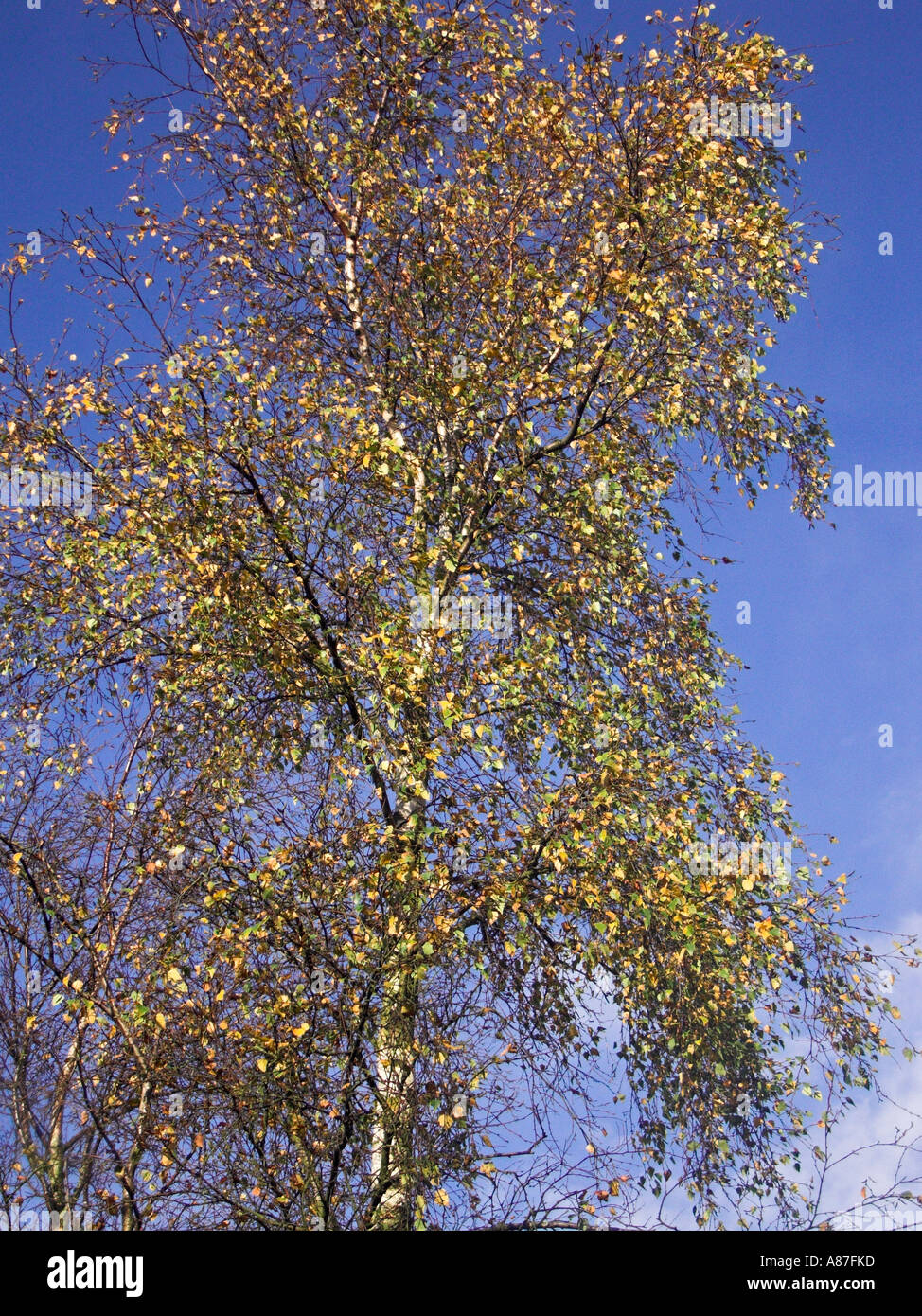 Silver birch seeds hi-res stock photography and images - Alamy