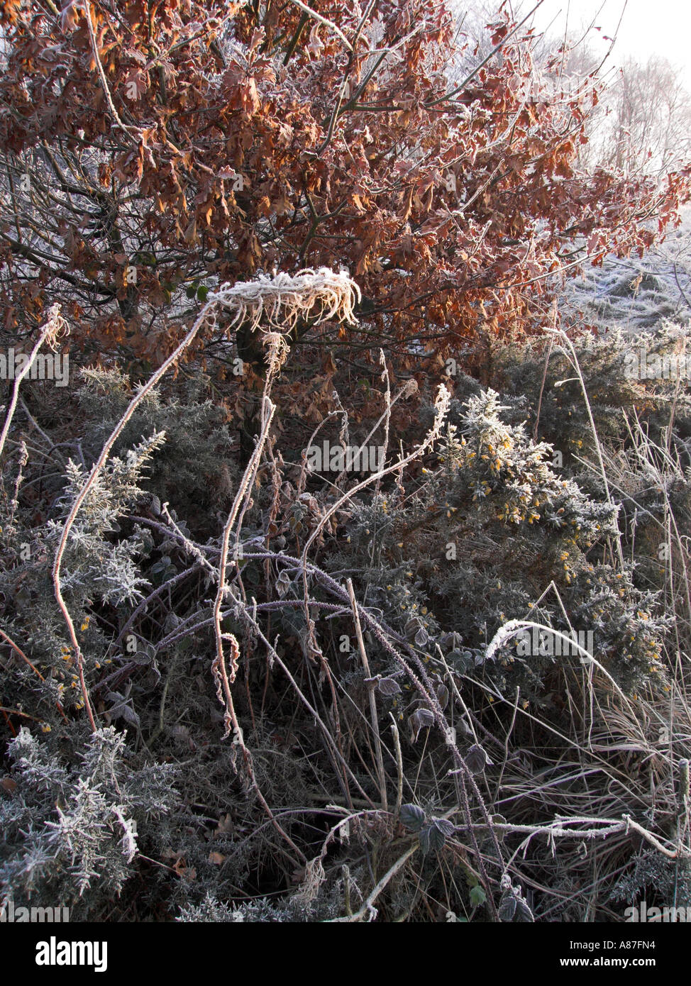 Morning frost on gorse and oak Stock Photo