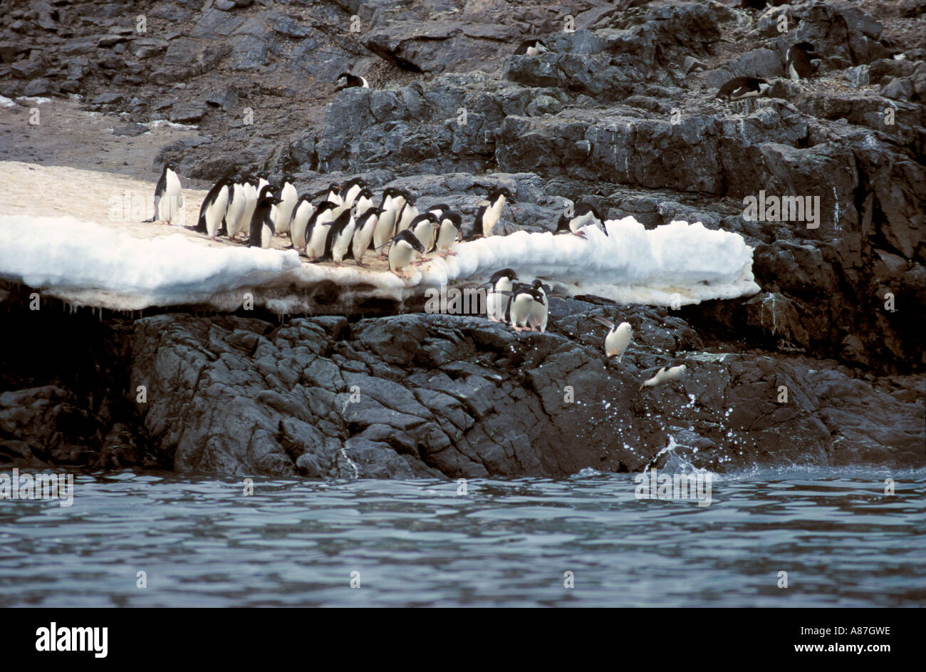 Adelie Penguin Pygoscelis adeliae Stock Photo