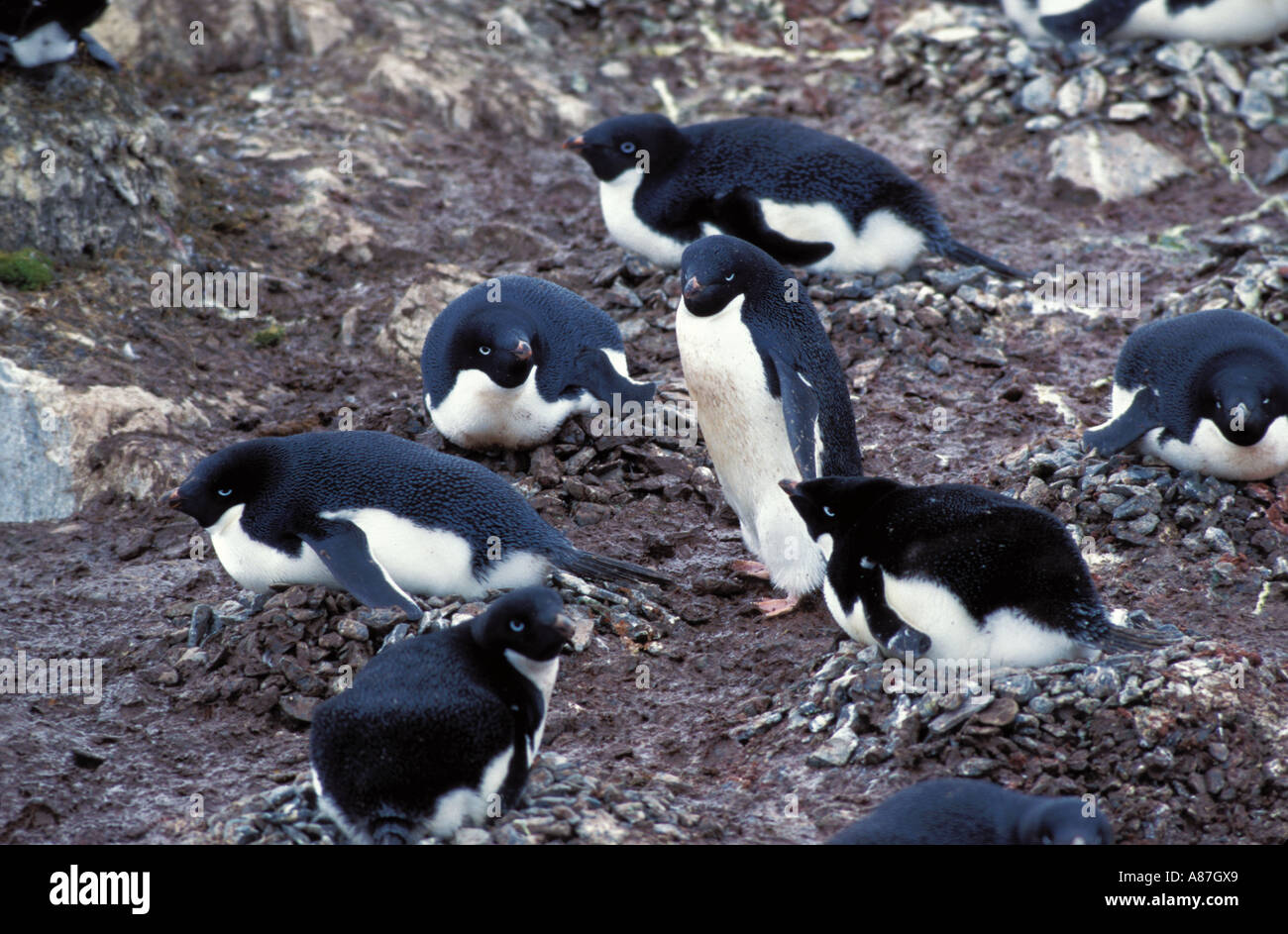 Adelie penguin nesting behavior hi-res stock photography and images - Alamy