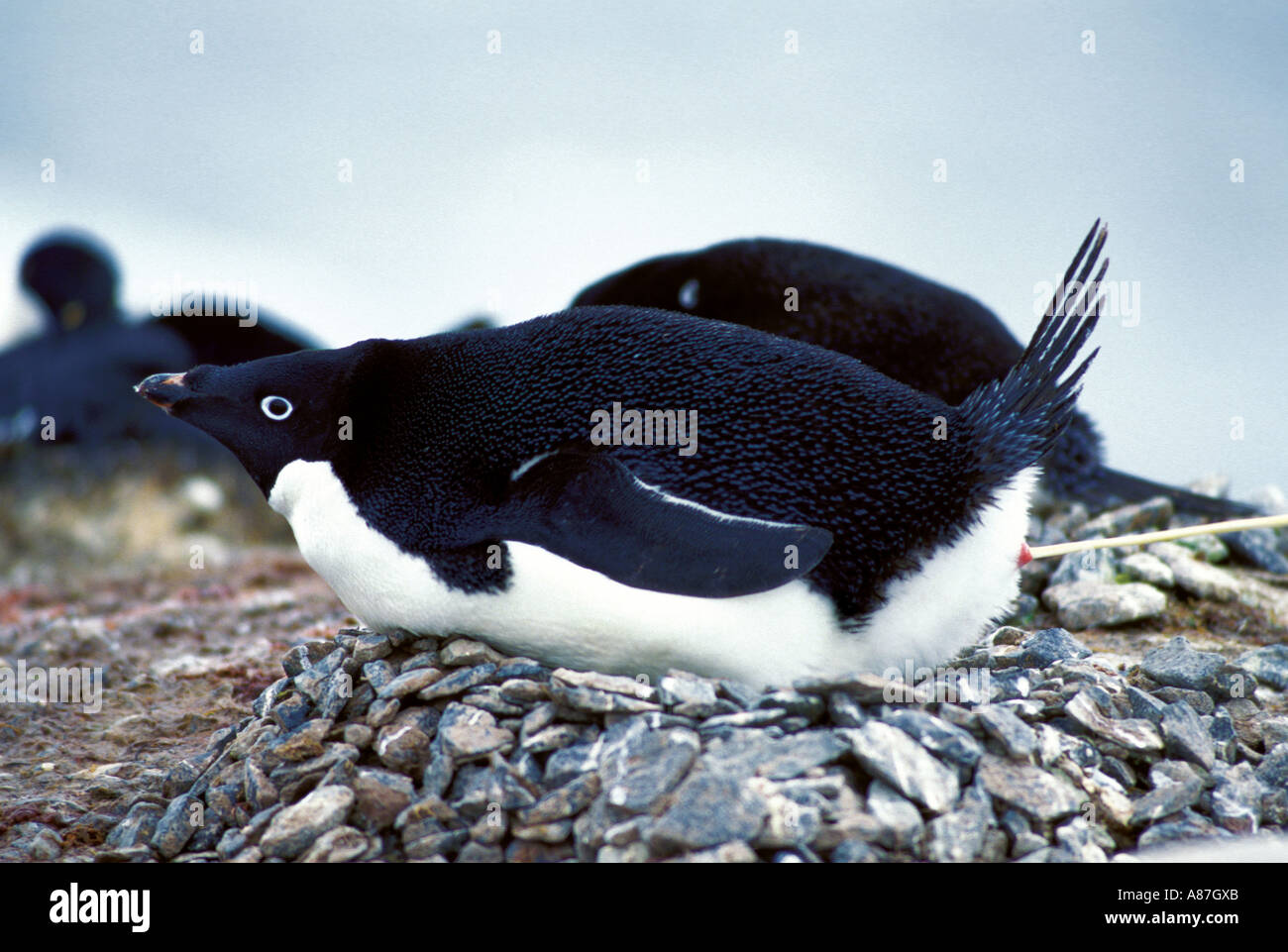Adelie penguin nesting behavior hi-res stock photography and images - Alamy