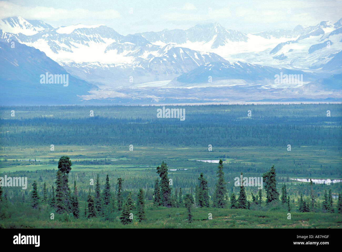 View from Denali Highway in Alaska USA June Open Black Spruce Picea mariana forest Stock Photo