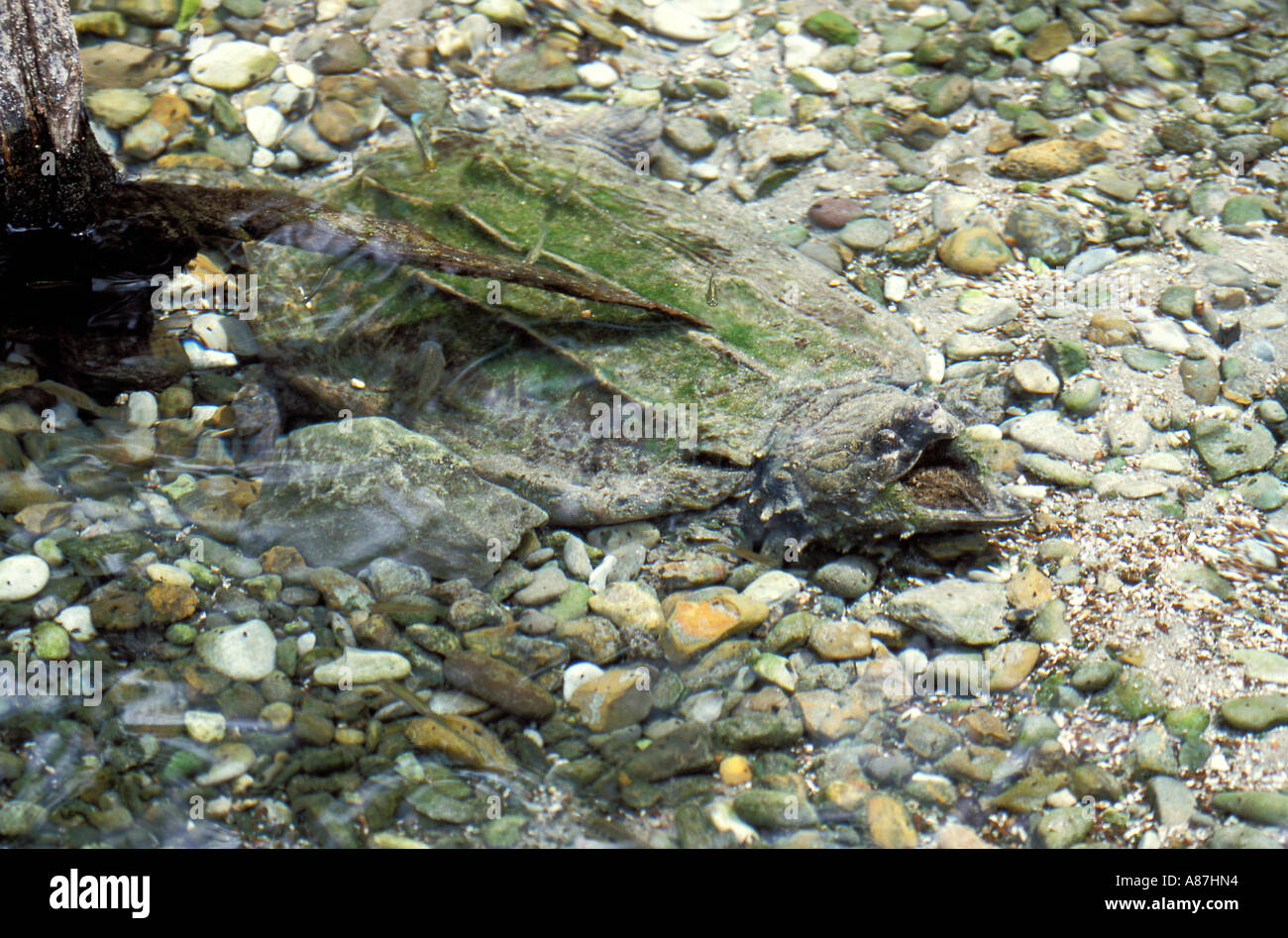 Alligator Snapping Turtle  Macroclemys temmincki Stock Photo