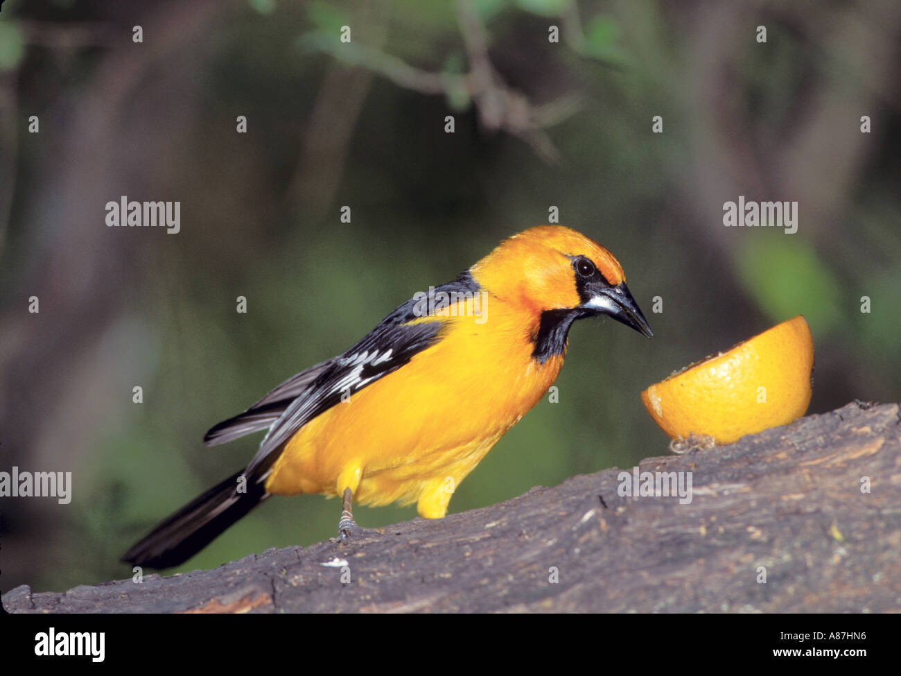 Altamira Oriole Stock Photo
