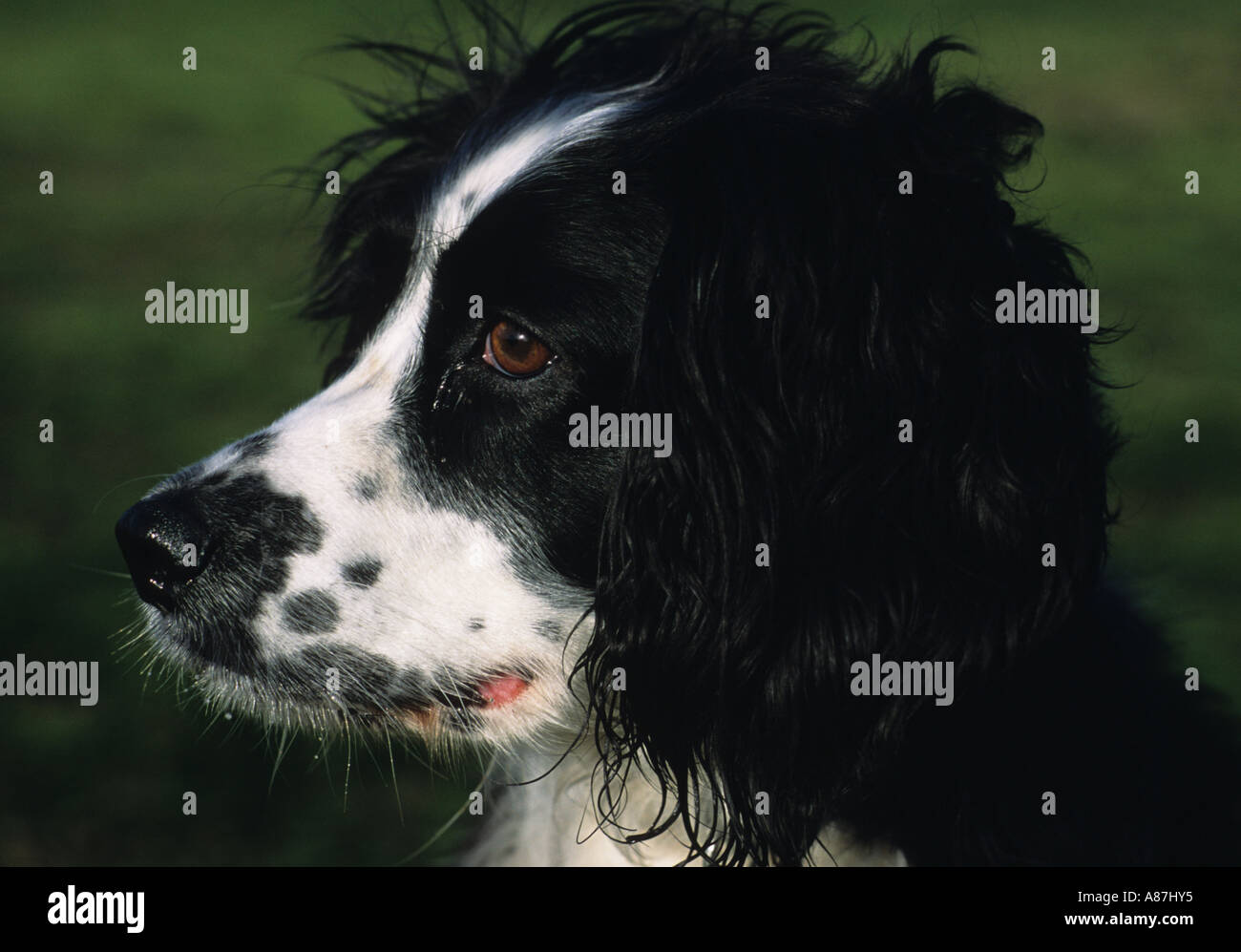 English Springer Spaniel in the Uk Stock Photo - Alamy