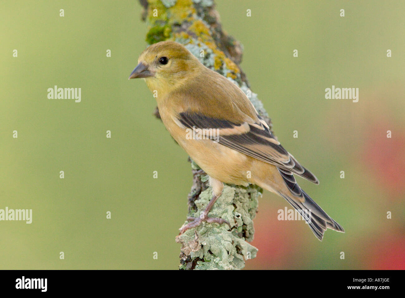 American Goldfinch Carduelis tristis Tamarack Minnesota 6 Sep Juvenile