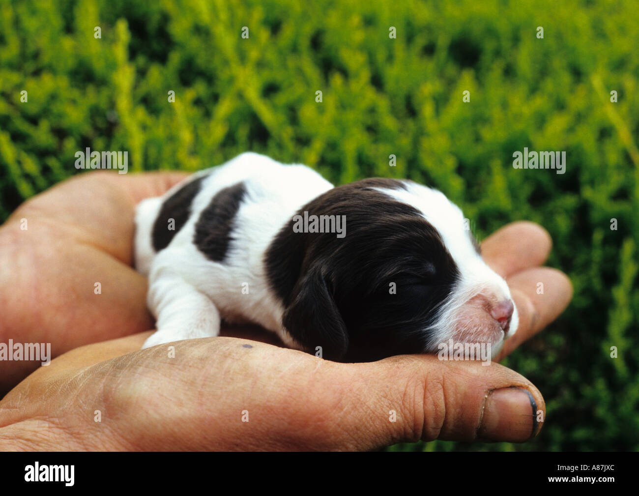 how much should i feed my english springer spaniel puppy