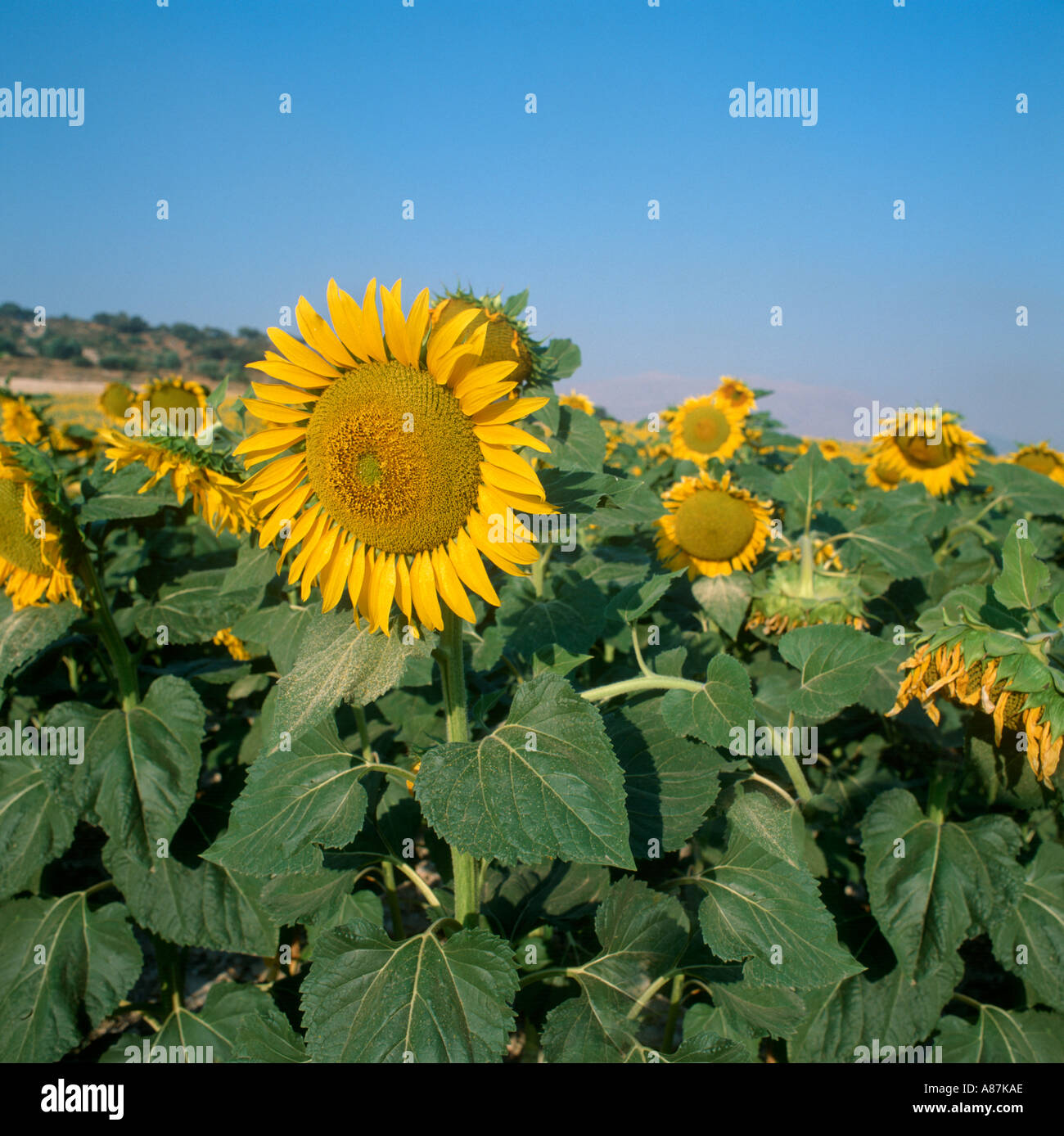 Field of sunflowers (Helianthus annuus), Andalucia, Spain Stock Photo