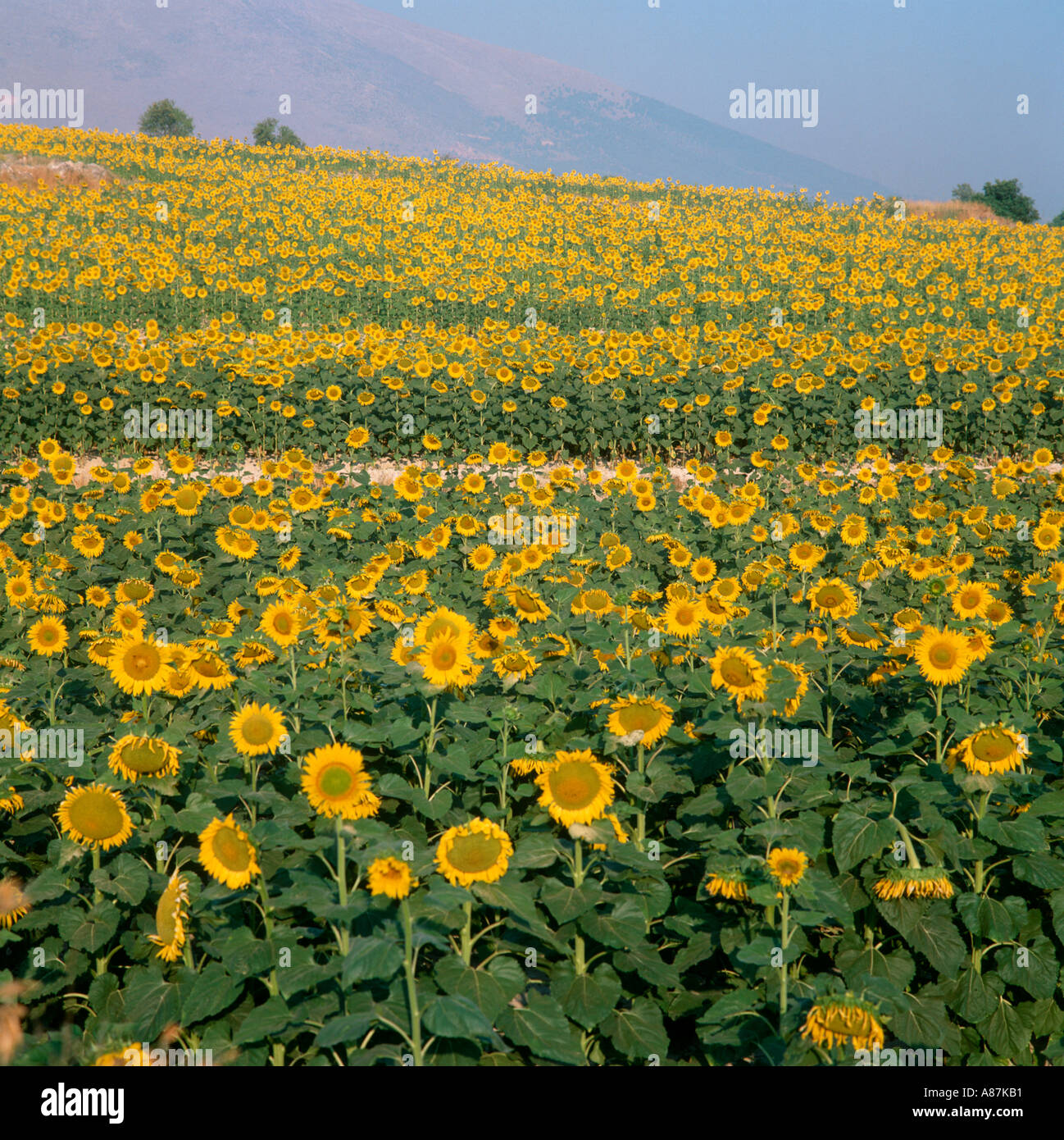 Field of sunflowers (Helianthus annuus), Andalucia, Spain Stock Photo