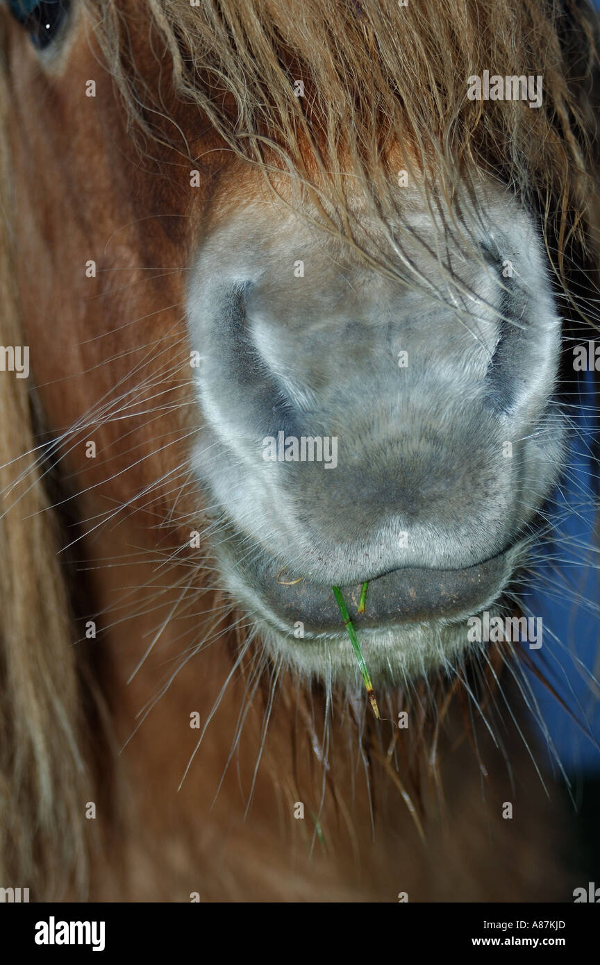 Horse chewing grass Stock Photo