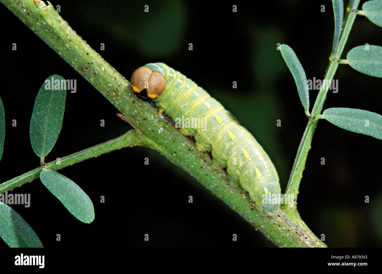 Arizona Skipper caterpillar on foodplant (kidneywood) 18 September